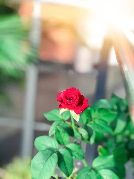 Kleine Rote Rosenblume Blüht Tag — Stockfoto