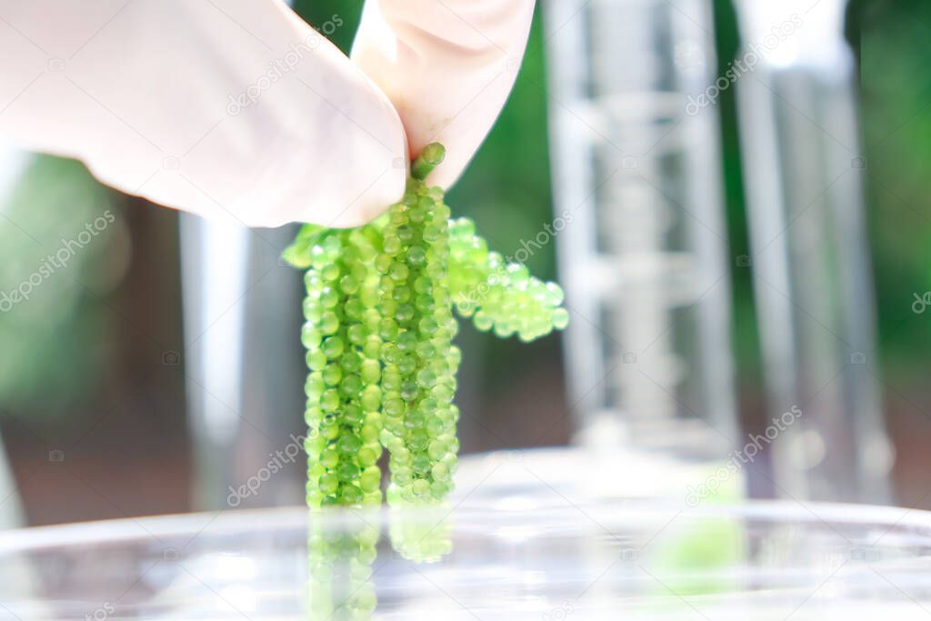 sea grapes and simple plant experiments biology in the laboratory