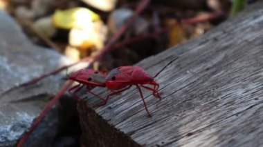 Dysdercus cingulatus Fabricius yerde çiftleşiyor