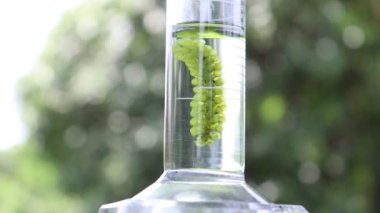 Deniz üzümleri ve basit bitki deneyleri laboratuvarda biyoloji.