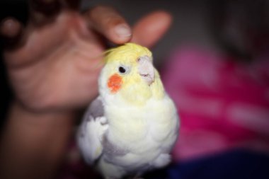 Cockatiels kafalarını kaşımayı ve mutlu olmayı sever.