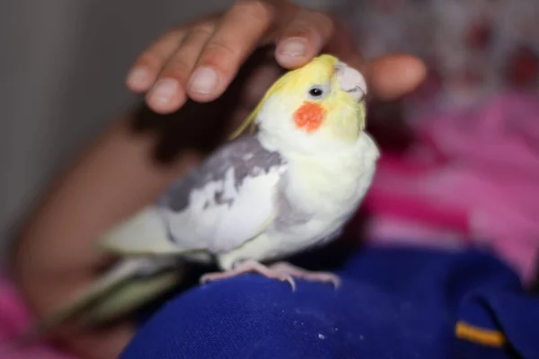 Cockatiels Piace Grattarsi Testa Felice — Foto Stock