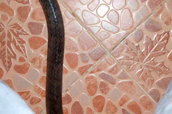 Indochinese Rat Snake Komt Het Huis Binnen — Stockfoto