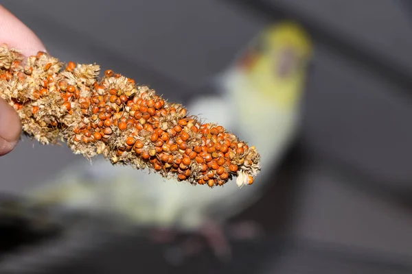 Red Millet Seed Birds Love Eat — Stock Photo, Image