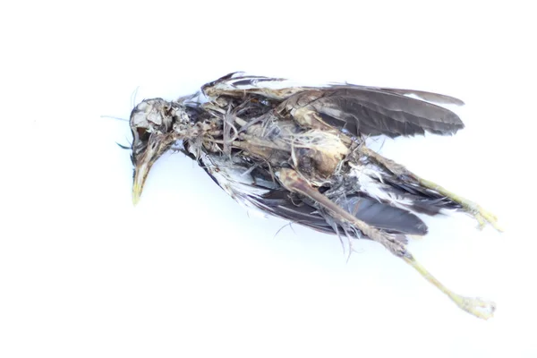 白地に死んだ鳥の死骸 Common Myna — ストック写真