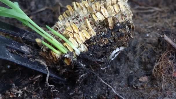 Maïs Groeit Natuur Regenval — Stockvideo