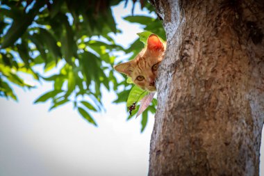 Kedi ağaçta saklanıyor.