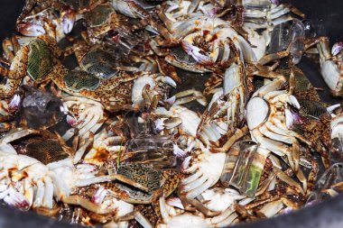 boyalı taş yengeç Denizden taze taze