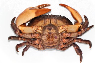 Kıllı kaya yengeci, denizden taze yiyecek.