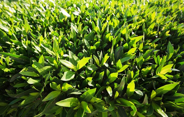 Groen gras. natuurlijke achtergrondstructuur — Stockfoto