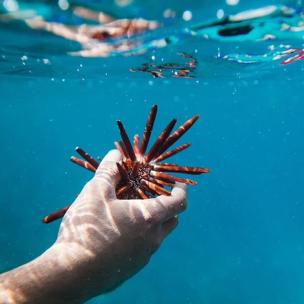 Mano sosteniendo peces tropicales en un arrecife de coral — Foto de Stock