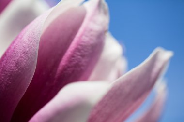 Manolya çiçek mavi gökyüzü arka plan üzerinde. Sığ Dof