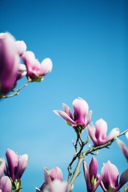 Manolya çiçek mavi gökyüzü arka plan üzerinde. Sığ Dof