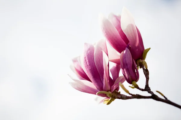 Platillo magnolia (Magnolia x soulangeana ). — Foto de Stock