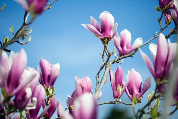 Magnolia flowers on blue sky background. Shallow DOF — Stock Photo, Image