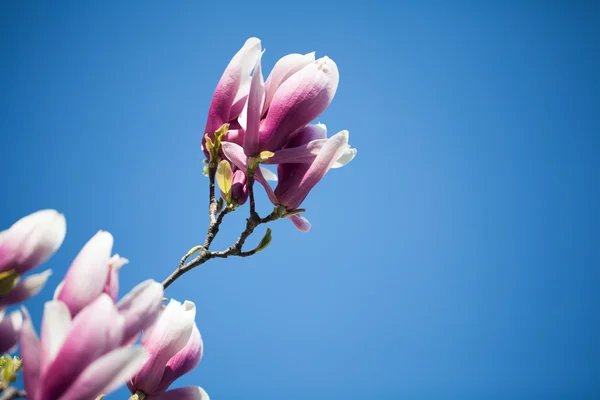 Magnolia flowers on blue sky background — Stock Photo, Image