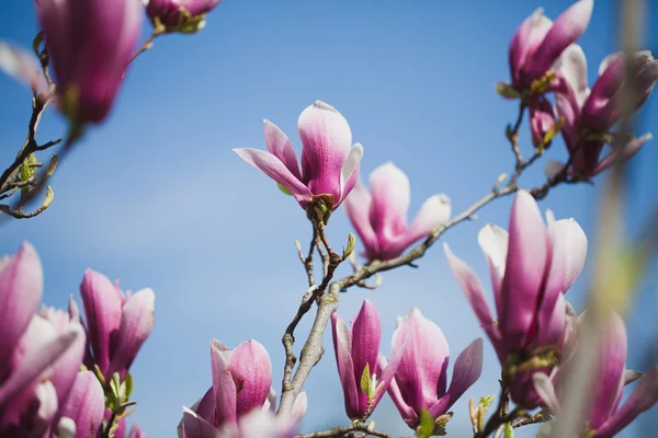 Flores de magnolia sobre fondo azul del cielo. DOF poco profundo — Foto de Stock