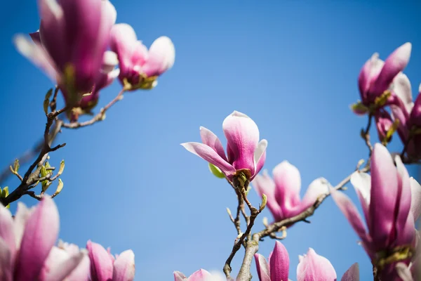 Magnolia flowers on blue sky background — Stock Photo, Image