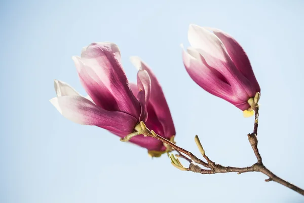 Flores de magnolia sobre fondo azul del cielo. DOF poco profundo — Foto de Stock