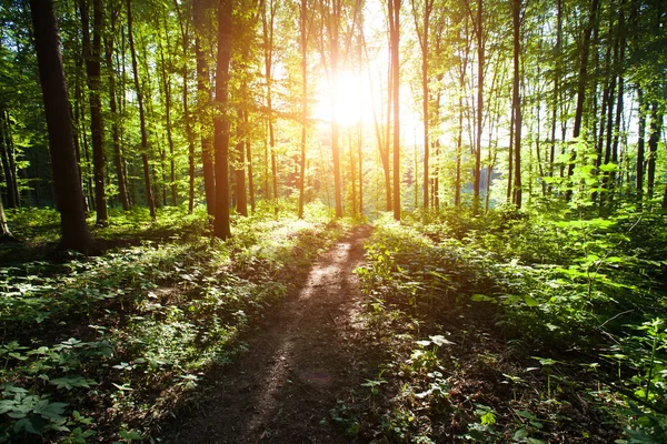 Floresta com luz solar durante o pôr do sol — Fotografia de Stock