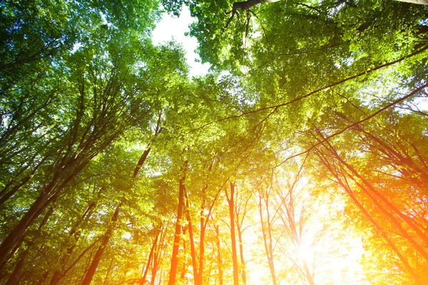 Floresta com luz solar durante o pôr do sol — Fotografia de Stock