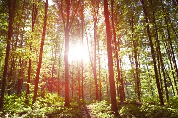 Forêt avec lumière du soleil au coucher du soleil — Photo