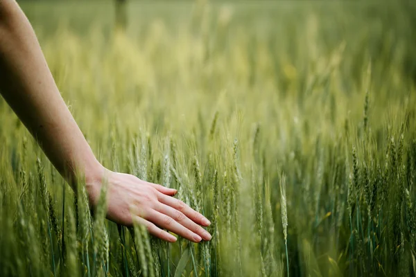 Hand berührt Weizenfeld Ähren — Stockfoto