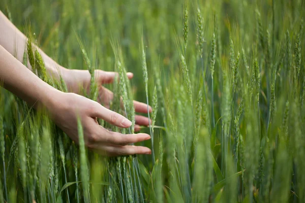 Ręką dotykając uszu pole pszenicy — Zdjęcie stockowe