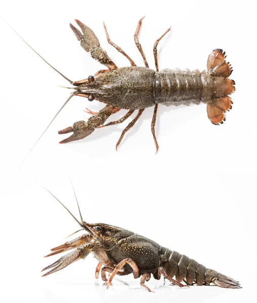 Crayfish on a white background — Stock Photo, Image