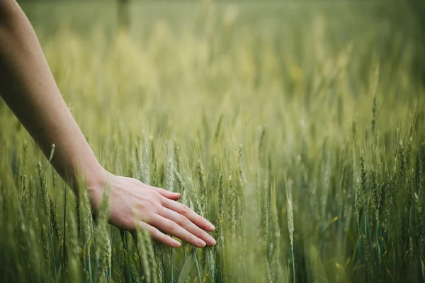 Hand aanraken van tarwe veld oren — Stockfoto