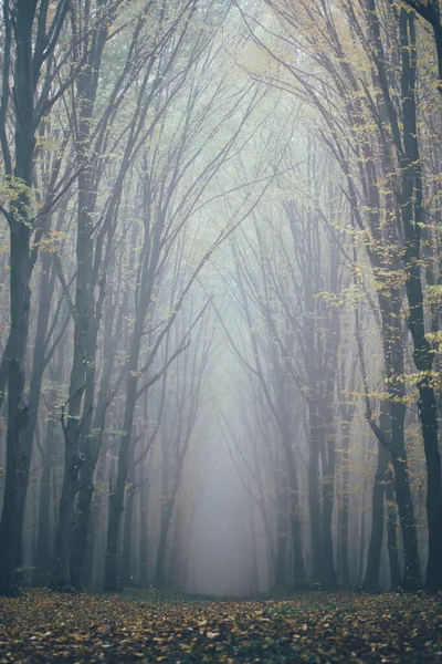 Floresta Nevoeiro Com Névoa Fada Assustador Procurando Bosques Dia Nebuloso — Fotografia de Stock