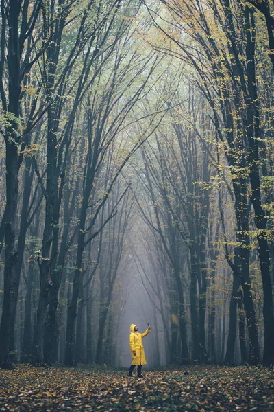 Man lost in a spooky forest. Forest in fog with mist. Fairy spooky looking woods in a misty day with a man lost in it. Cold foggy morning in horror forest