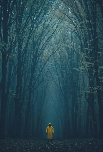 Man lost in a spooky forest. Forest in fog with mist. Fairy spooky looking woods in a misty day with a man lost in it. Cold foggy morning in horror forest