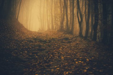 Orman sisli. Peri gibi ürkünç görünen orman, sisli bir günde. Korku ormanında soğuk sisli bir sabah