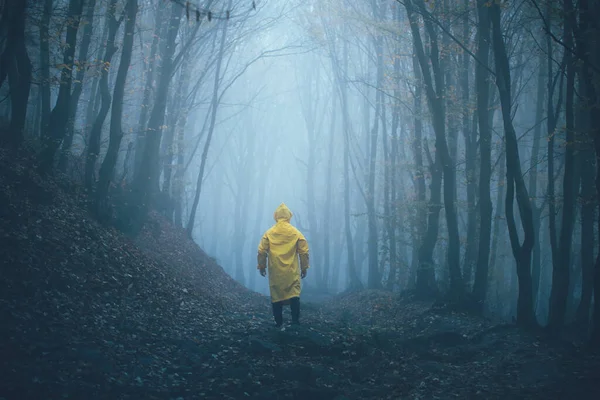 Man got lost in a spooky foggy forest among tall trees