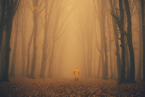 Man got lost in a spooky foggy forest among tall trees