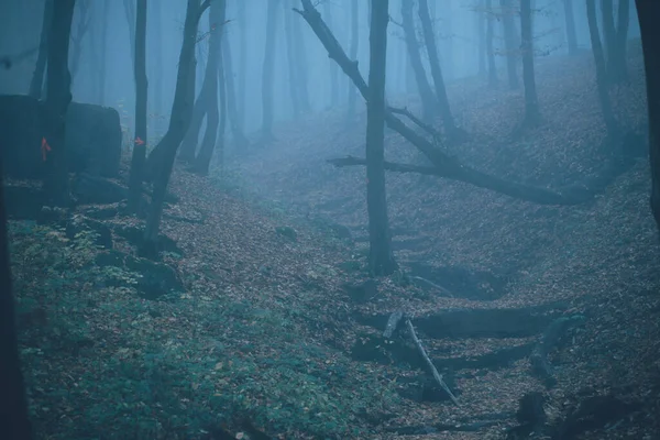 Forêt Dans Brouillard Avec Brouillard Fée Effrayant Regarder Les Bois — Photo