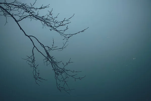 Δέντρο Υποκατάστημα Στην Ομίχλη Φθινόπωρο Πάνω Από Ποτάμι — Φωτογραφία Αρχείου