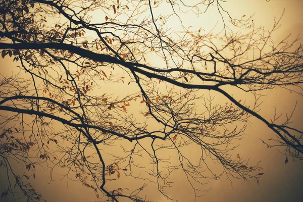 Ramo Árvore Nevoeiro Outono Sobre Rio — Fotografia de Stock