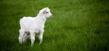 Yeşil çimlerin üzerinde keçi çocuk