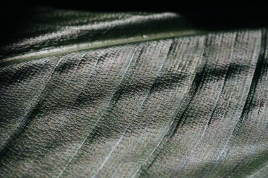 Yaprak yeşil makro resim arkaplanı