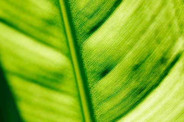 Foglia Verde Macro Immagine Sfondo — Foto Stock