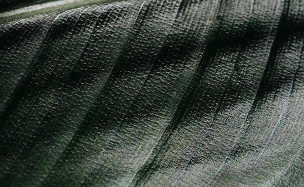 Zielone Tło Makro Zdjęcia Liści — Zdjęcie stockowe
