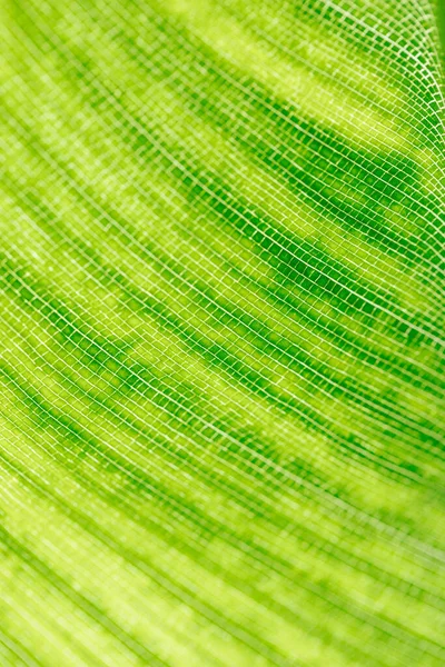 Blad Grön Makro Bild Bakgrund — Stockfoto