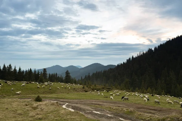 Herd Sheep Mountains Grazing Green Grass Pasture — Stok fotoğraf