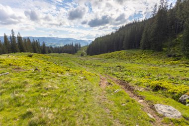 Summer mountain trail for hiking in in the highest ukrainian ridge Marmarosy near Romania