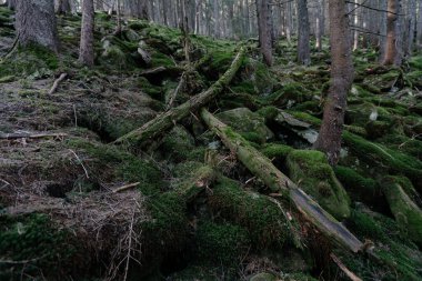 Dark mountain forest covered in moss