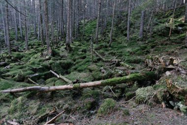 Dark mountain forest covered in moss