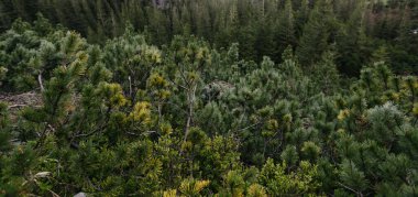 Dark mountain forest covered in moss