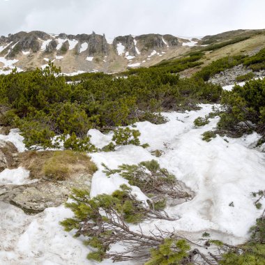 Mountain peak in cloudy day in summer in Marmarosy ridge, Carpathian, Ukraine